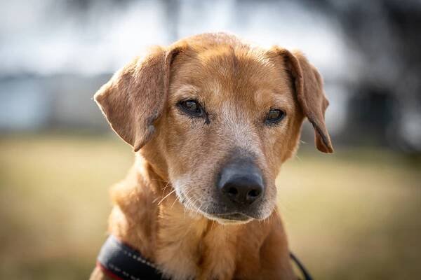 Psi k adopci z útulků, azylů a neziskových organizací