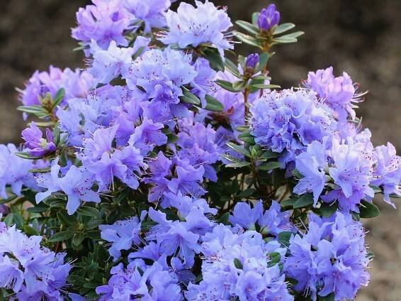 Rhododendron Pěnišník BUCHLOVICE