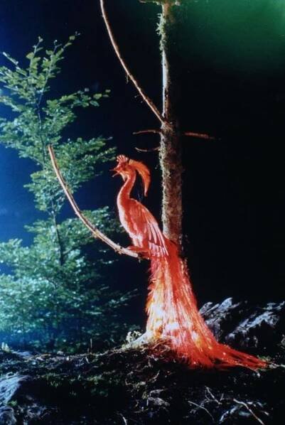 Pták Ohnivák (1997)