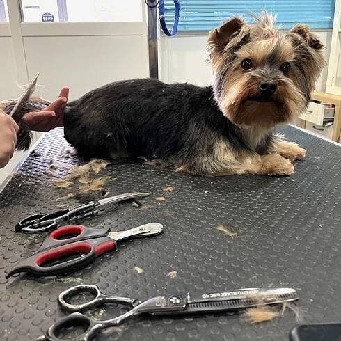 Corte a tijera de mestizo en Peluquería canina Canessa, Valdemoro, Madrid