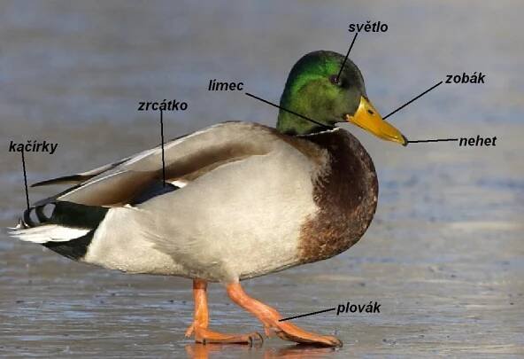 Myslivecká mluva :: Myslivecký spolek České Meziříčí