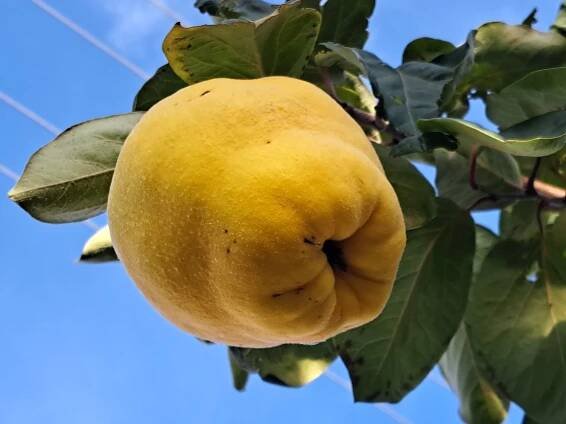 copak-to-ma-eliska-kdoule-se-jen-tak-nevidi - ZLIN.CZ