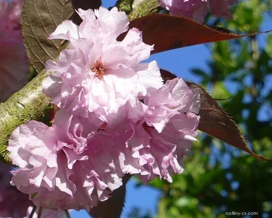 Atlas - fotogalerie: sakura ozdobná royal burgundy větévka; 1