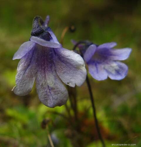Tučnice balkánská (Pinguicula balcanica)