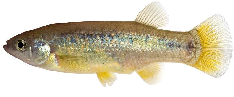 Goodea atripinnis (including gracilis and luitpoldii) | goodeidworkinggroup.com