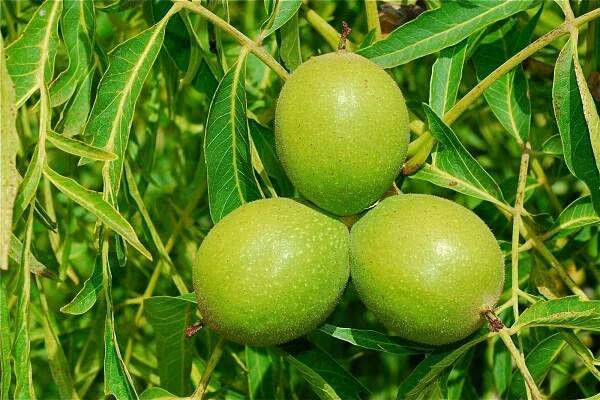 Juglans regia 'Laciniata'