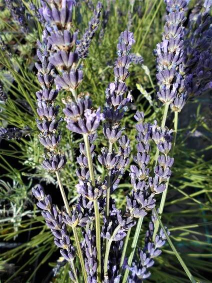 Lavandula x intermedia " Phenomenal " ® - levandule Zahradnictví Krulichovi - zahradnictví, květinářství, trvalky, skalničky