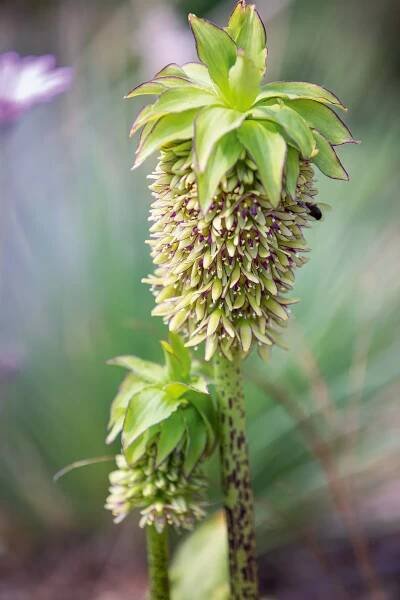 16 key plants from the Horniman gardens | Gardens Illustrated