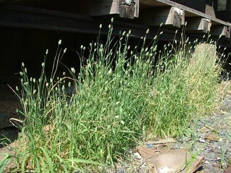 chrastice kanárská - Phalaris canariensis | Květena České republiky - plané rostliny ČR | www.kvetenacr.cz |