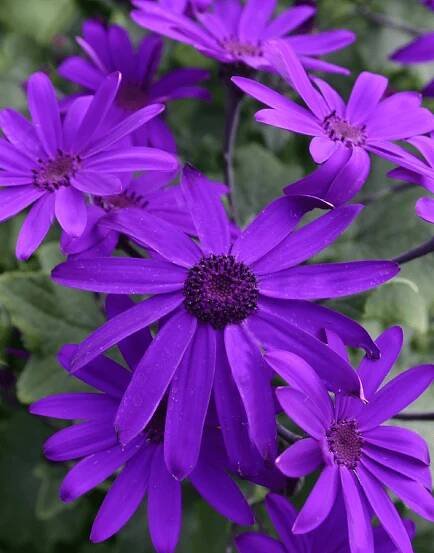 Senetti Deep Blue