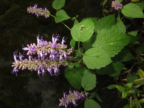 Agastache svraskalá