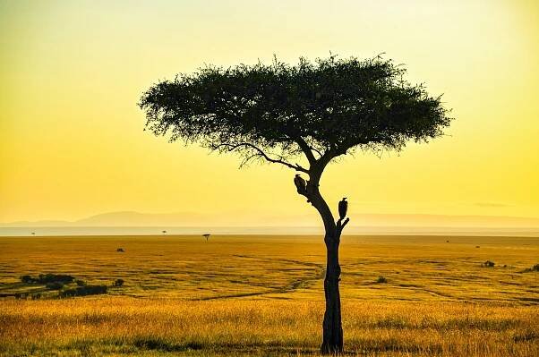 MASAI MARA - MORE THAN JUST THE MIGRATION!