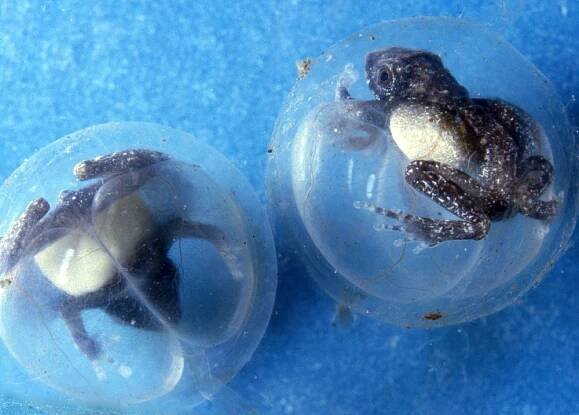 Fijian tree frog youngsters about to hatch from eggs