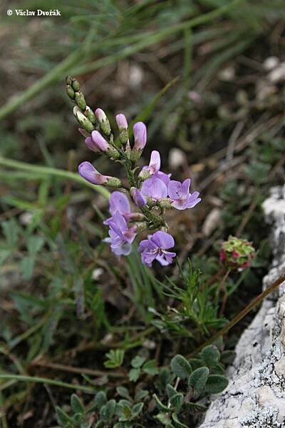 Astragalus austriacus - kozinec rakouský | Fabaceae - bobovité | Natura Bohemica