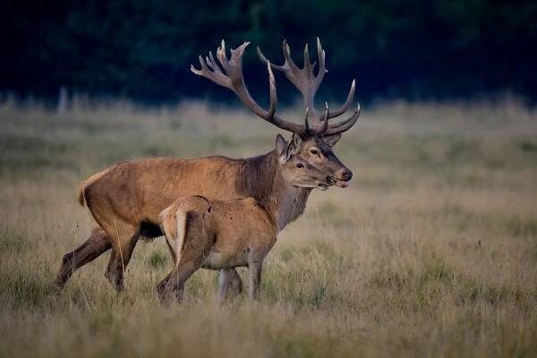 Jelen evropský (Cervus elaphus)