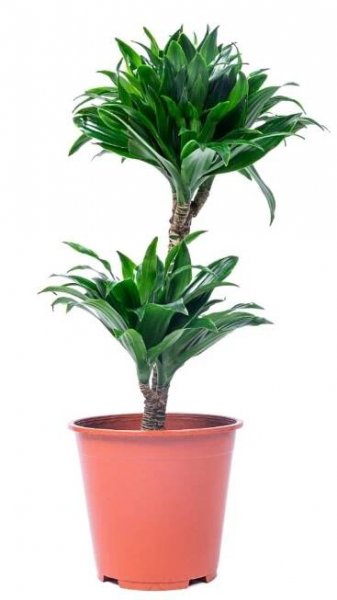 Sansevieria Green – Gulf Palms