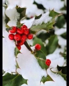 Barevné plody kontrastují s bílým sněhem; snad i proto je cesmína považována za symbol Vánoc.
