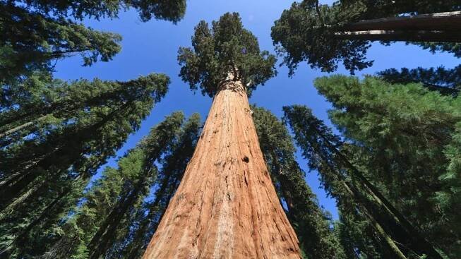 General Sherman Tree (strom generála Shermana) je největší žijící organismus na světě. Navštívit jej lze v Národním parku Sequoia v Kalifornii.