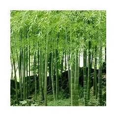 Bambus - Phyllostachys Pubescens, 10ks - Seedbank.cz