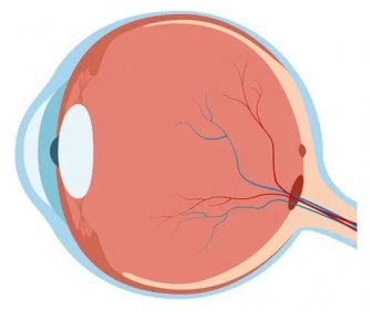 Lidské oko schéma — Ilustrace