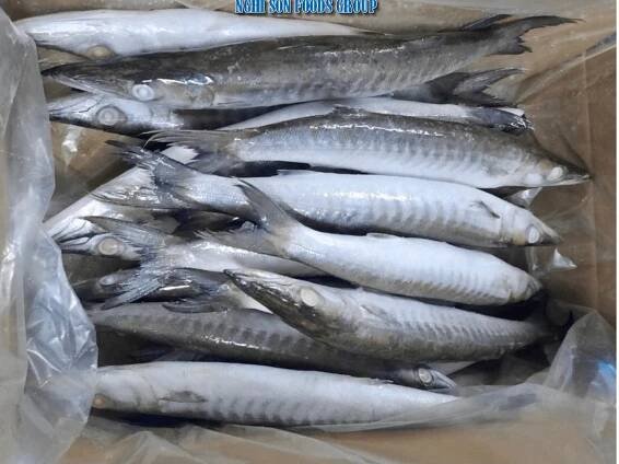 Frozen Black Barracuda Nghi Son Foods Group 7
