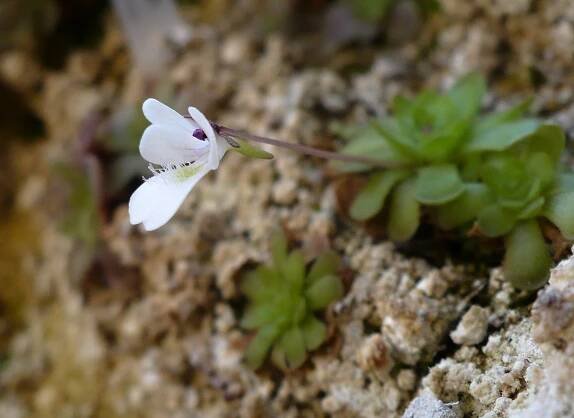 Pinguicula gracilis