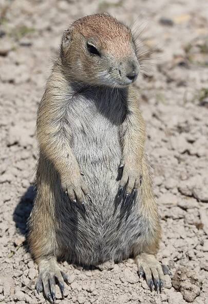 File:PrairieDogBadlands.jpg