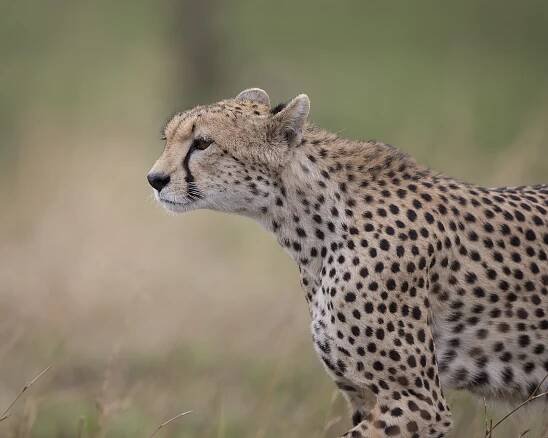 1600gepard2