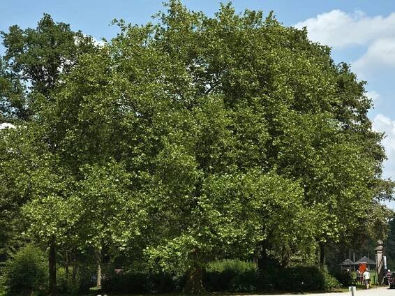 Platanus acerifolia Alphen´s Globe | Listnaté dřeviny |Zahradnictví Franc 