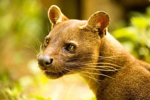 Madagascar's Endangered Species - Travel Inspires