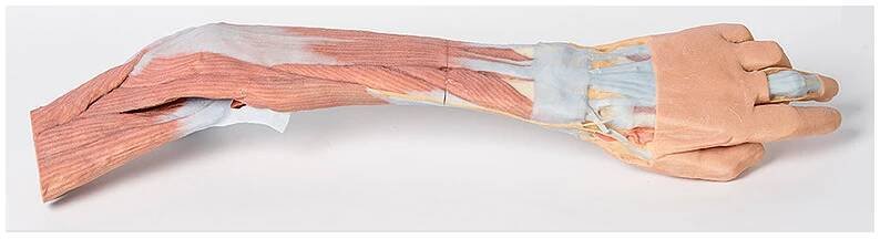 Levá horní končetina - paže, předloktí a ruka - anatomický model
