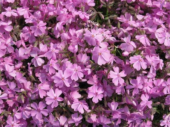 Phlox subulata " Ronsdorfer Schöne " - flox, palmenka Zahradnictví Krulichovi - zahradnictví, květinářství, trvalky, skalničky