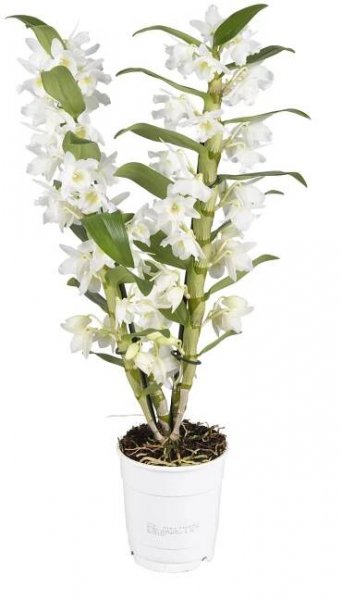 Dendrobium Nobilé kopen? 7 exclusieve orchidee soorten!