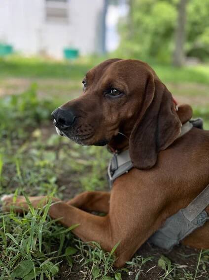 Rufus Otis Arlo