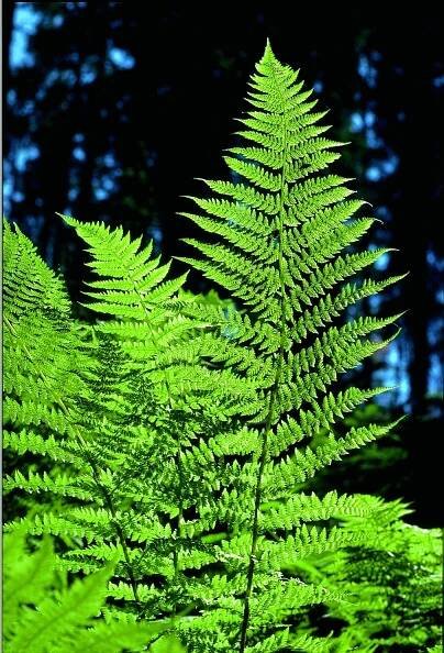 Durchs Waldland am Gurnigel