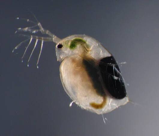 Daphnientest