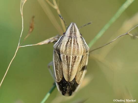 Aelia acuminata - kněžice kuželovitá | Pentatomidae - kněžicovití | Natura Bohemica