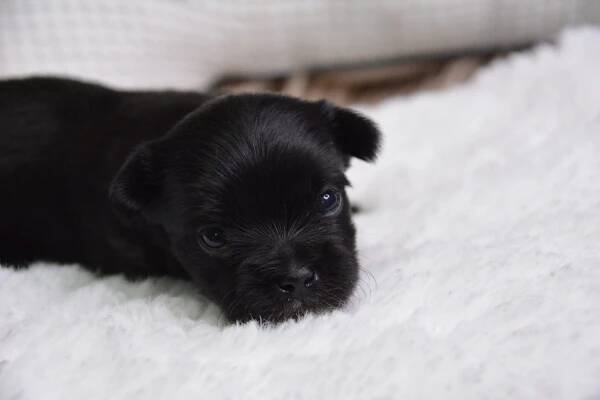 Eliot -Male Morkie