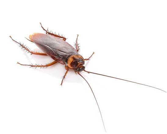 Cockroach Control