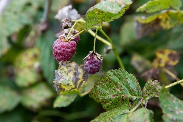 A diseased raspberry on the plant