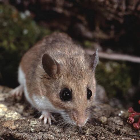 Lyme Disease-carrying White-footed Mouse Could One Day Be Genetically Modified to Stop Spread of Tick-borne Illness