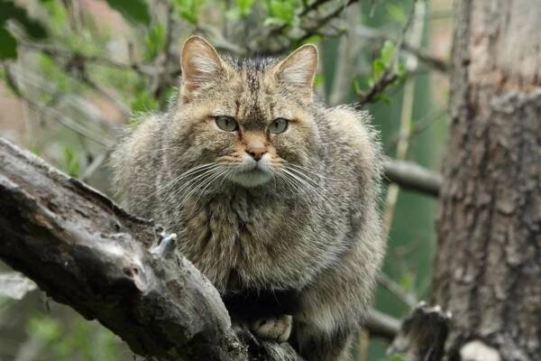 kočka divoká | Zoo Hluboká 