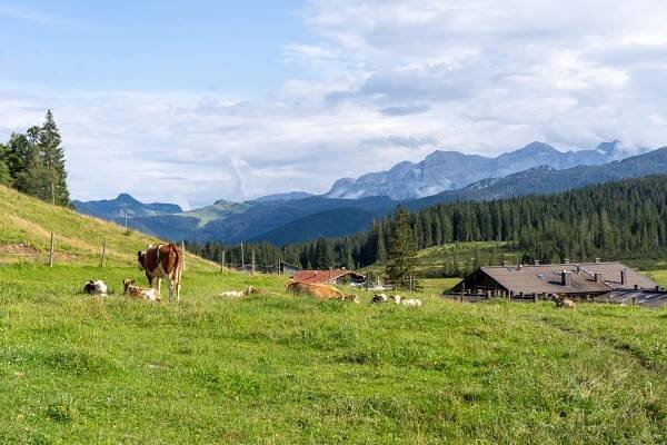 Bergpanorama_Almkühe.jpg