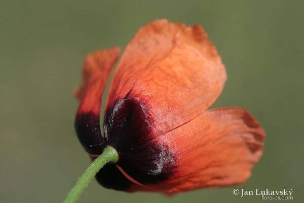 Mák polní (Papaver argemone)