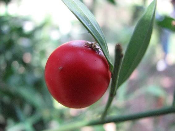 Ruscus aculeatus - Wikimedia Commons