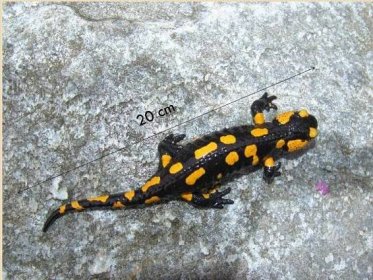 Salamandra salamandra (mlok skvrnitý) | BioLib.cz