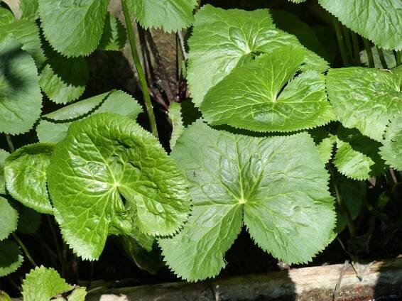 Caltha palustris L. - Portale della Flora d'Italia / Portal to the Flora of Italy