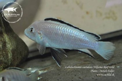 Labidochromis-caeruleus,-Nkhomo-Reef-WF--(2)