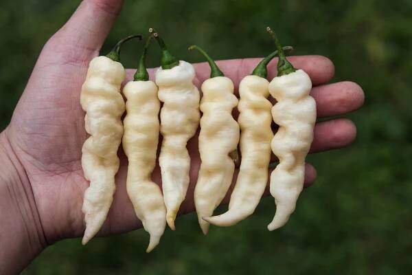 Fadda's White F7 | Chilli semena | Chilli semena | Chilli semínka | Chilli omáčky | GOROL CHILLI