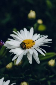 Bezplatný obrázek: brouk, hmyz, zelená, Bílý květ, sedmikráska, zblízka, květ, květ, jaro, závod